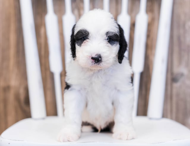 Envy came from Shandy and Bentley's litter of F1 Sheepadoodles