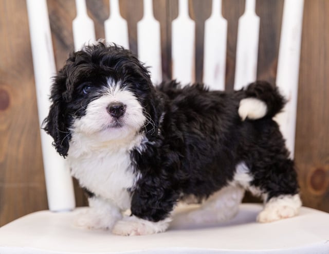 Marlo is an F1 Bernedoodle that should have  and is currently living in North Carolina