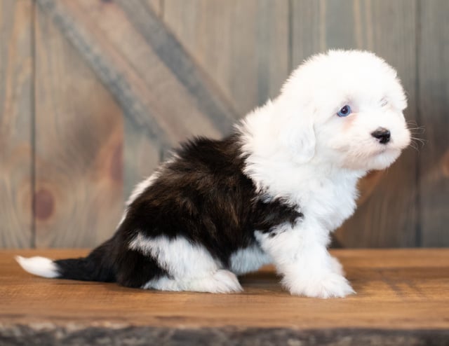 A picture of a Velvet, one of our Mini Sheepadoodles puppies that went to their home in Minnesota
