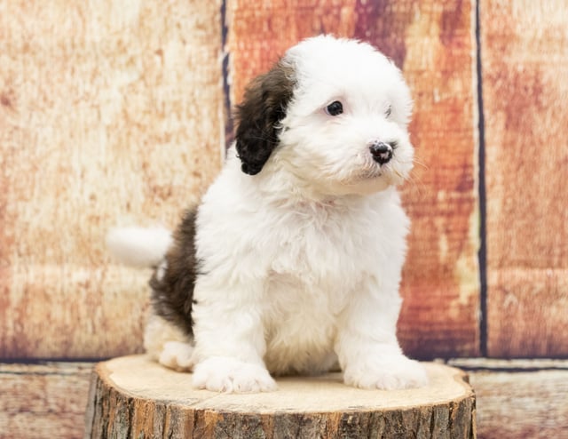 A picture of a Ubba, one of our Mini Sheepadoodles puppies that went to their home in Massachusetts