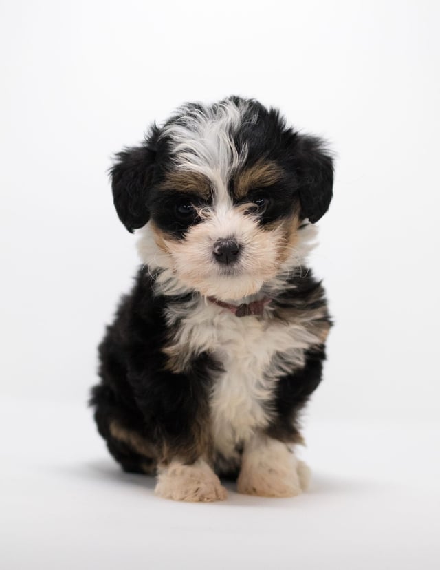 A picture of a Flora, a gorgeous Mini Bernedoodles for sale