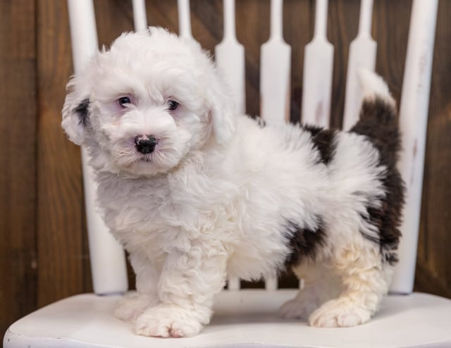 Ava is an F1 Sheepadoodle that should have  and is currently living in South Dakota