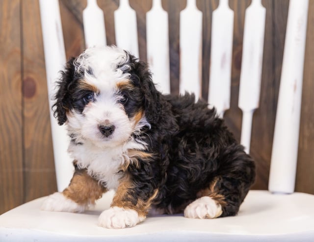 Quinnie is an F1 Bernedoodle that should have  and is currently living in Missouri 