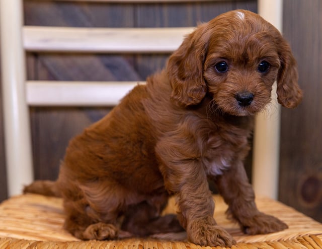 A picture of a Umar, one of our  Cavapoos puppies that went to their home in South Dakota