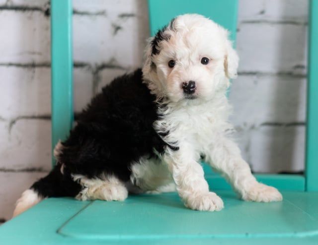 Gorgeous Mini Sheepadoodles available for sale!