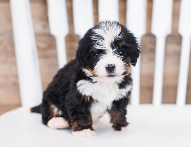 Warso is an F1 Bernedoodle that should have  and is currently living in California