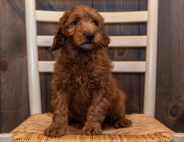 Another pic of our recent Goldendoodle litter