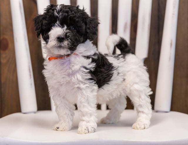 Wren is an F1B Sheepadoodle that should have  and is currently living in Minnesota