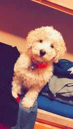 Mini Parti goldendoodle