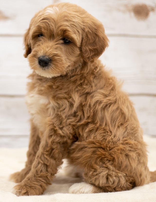 Kuku is an F2B Goldendoodle.