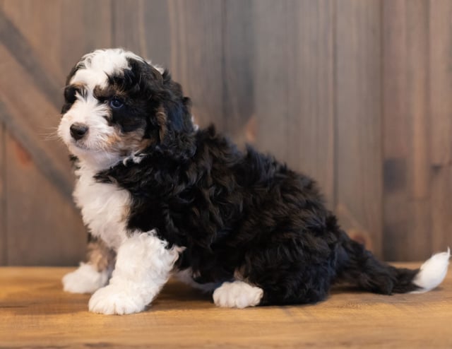 Bernedoodles bred in in Iowa by Poodles 2 Doodles