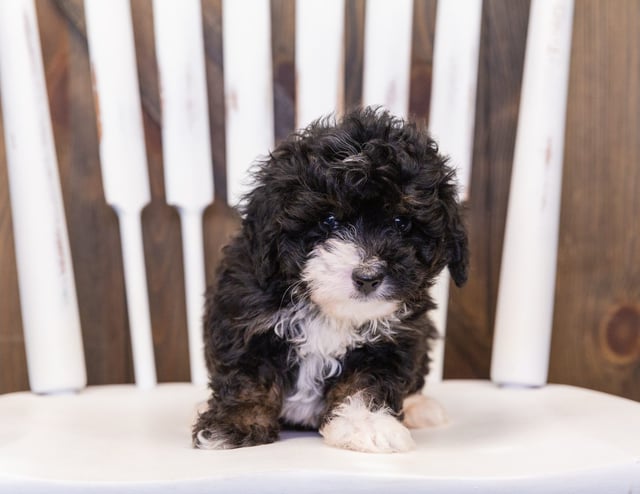 Quiggly came from Percy and Stanley's litter of F1 Bernedoodles