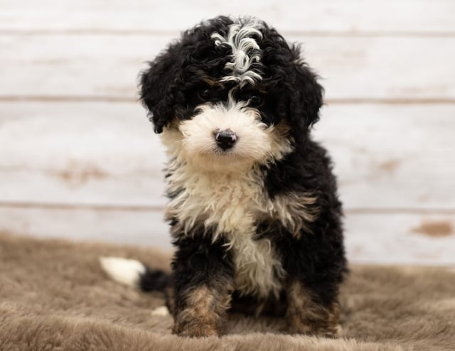 A picture of a Nic, a gorgeous Mini Bernedoodles for sale