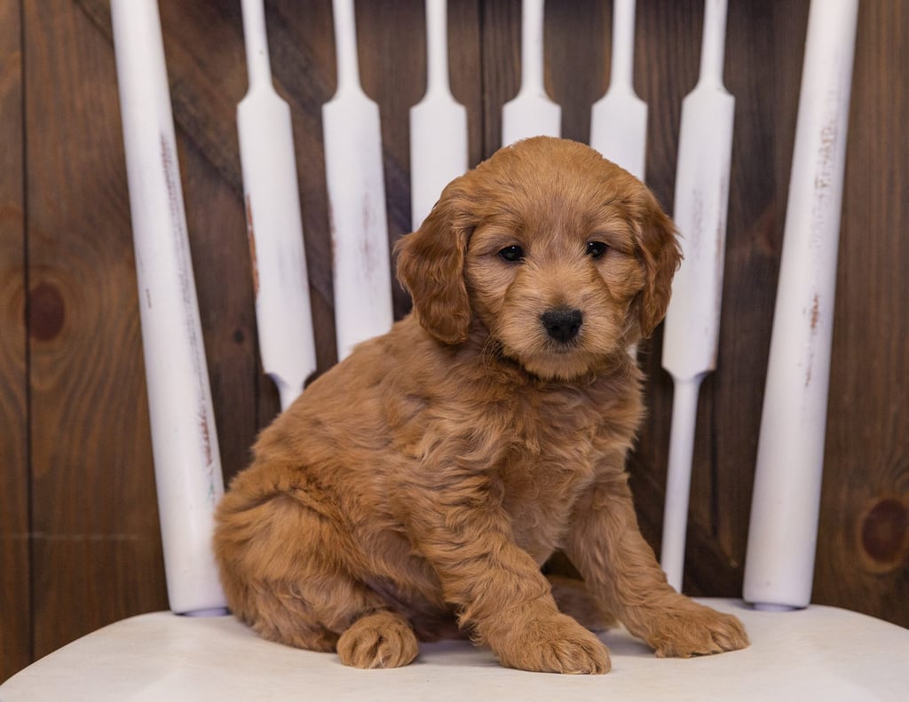A picture of a Jazzie, one of our Mini Goldendoodles puppies that went to their home in Iowa