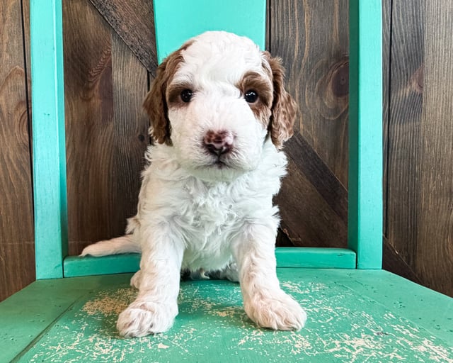 A picture of a Brooks, a gorgeous Mini Goldendoodles for sale