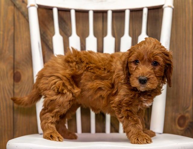 Yallie is an F1 Goldendoodle for sale in Iowa.