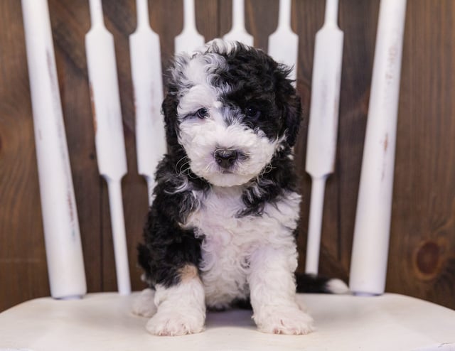 Coco came from Harlee and Parker's litter of F1B Sheepadoodles