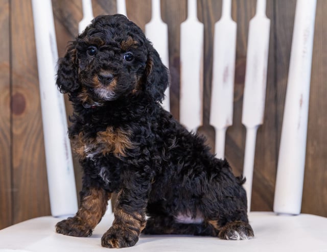 Flyer is an F1BB Bernedoodle that should have  and is currently living in Illinois