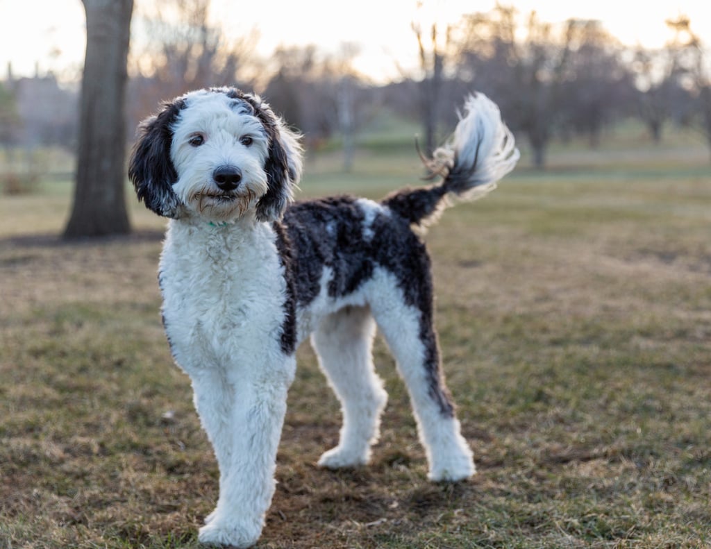 A picture of one of our Sheepadoodle mother's, Gabby.