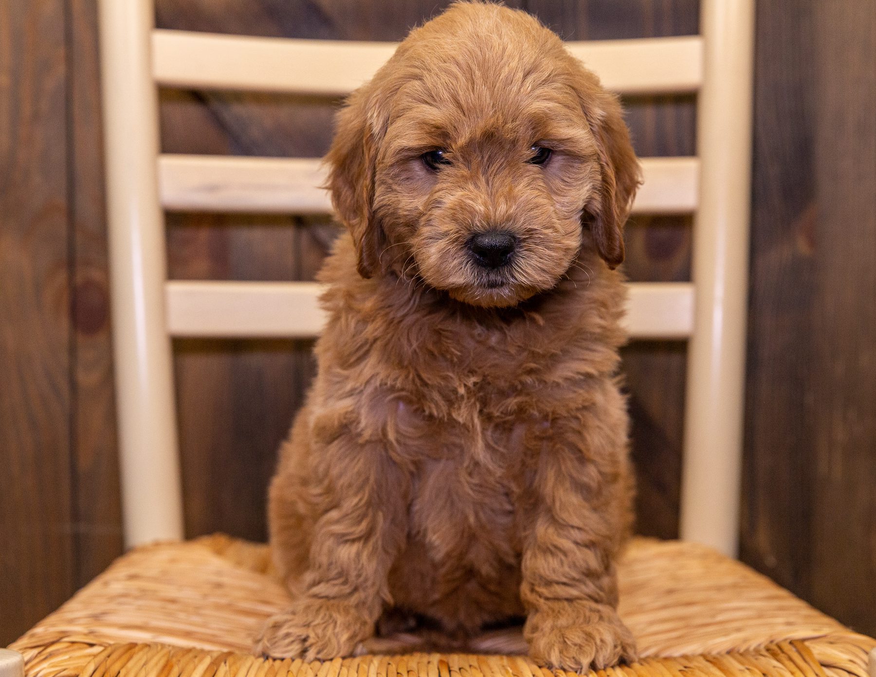 A litter of Mini Goldendoodles raised in Iowa by Poodles 2 Doodles