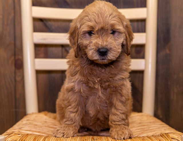 Duke came from KC and Reggie's litter of F1 Goldendoodles