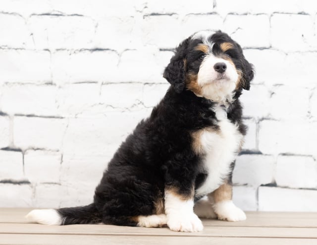 Xandra is an F1 Bernedoodle for sale in Iowa.