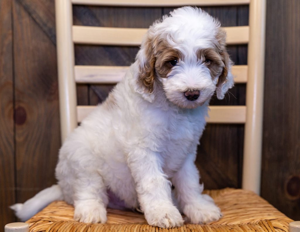 A picture of a Waylon, one of our Mini Goldendoodles puppies that went to their home in Nebraska