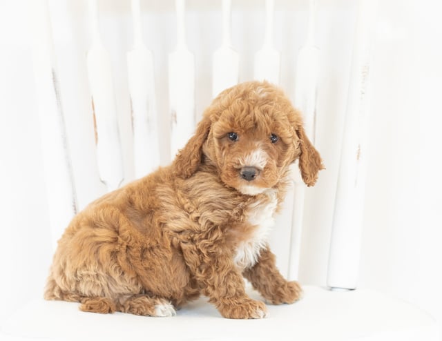 Major is an F1B Goldendoodle that should have  and is currently living in Minnesota