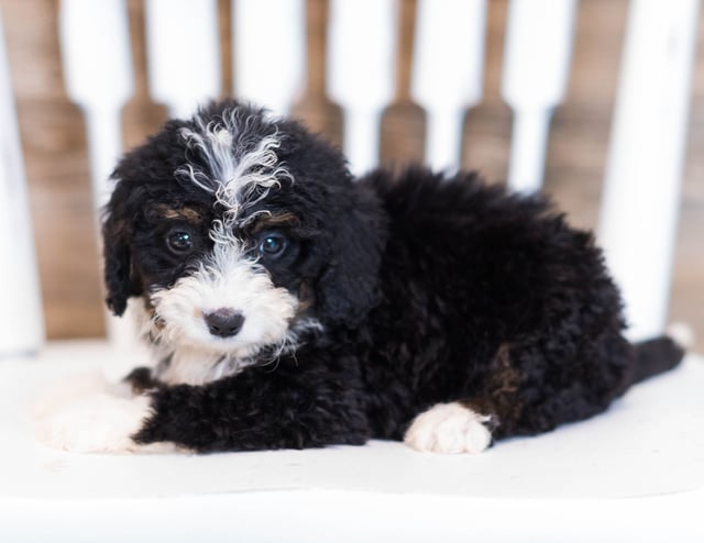 Wami is an F1 Bernedoodle that should have  and is currently living in Iowa 