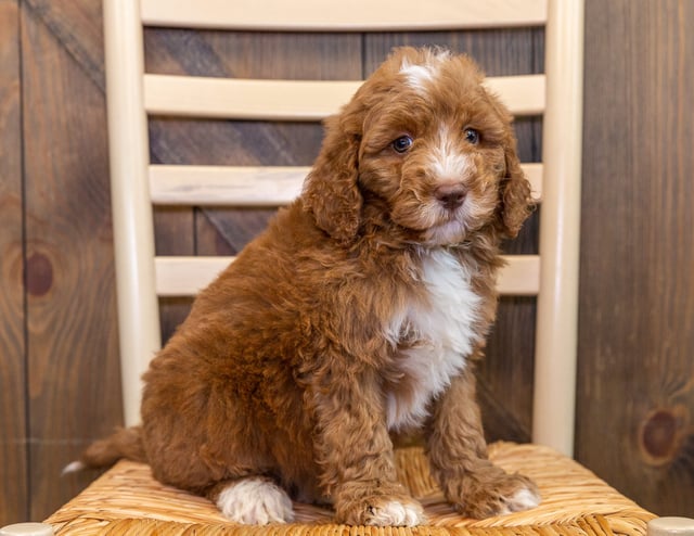 A picture of a Jane, one of our Mini Australian Goldendoodles puppies that went to their home in Nebraska