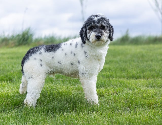 Parker is an  Poodle and a father here at Poodles 2 Doodles - Best Sheepadoodle and Goldendoodle Breeder in Iowa