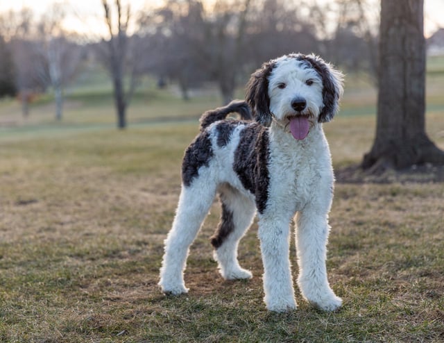 Gabby is an F1 Sheepadoodle and a mother here at Poodles 2 Doodles - Best Sheepadoodle and Goldendoodle Breeder in Iowa