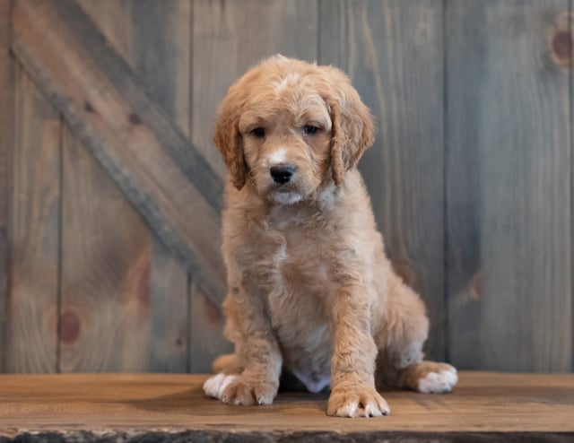 Goldendoodles bred in in Iowa by Poodles 2 Doodles