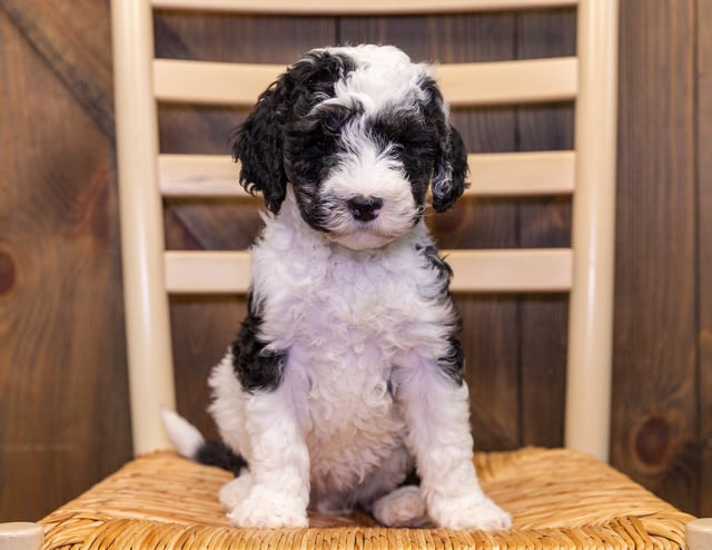 Want to learn more about Sheepadoodles? Check out our blog post titled "The New Dog Breed Everyone Seems to Want"