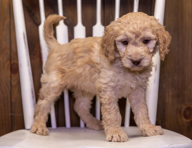 A picture of a Tango, one of our Standard Goldendoodles puppies that went to their home in Iowa