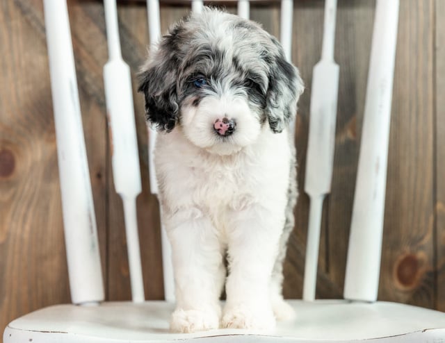 A picture of a Lyra, one of our Mini Sheepadoodles puppies that went to their home in Illinois