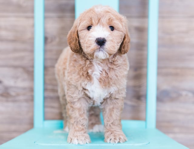 A picture of a Olivia, one of our Mini Goldendoodles puppies that went to their home in Iowa