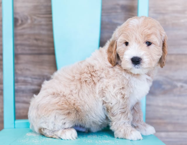 Oakleigh is an F1 Goldendoodle that should have  and is currently living in Nebraska