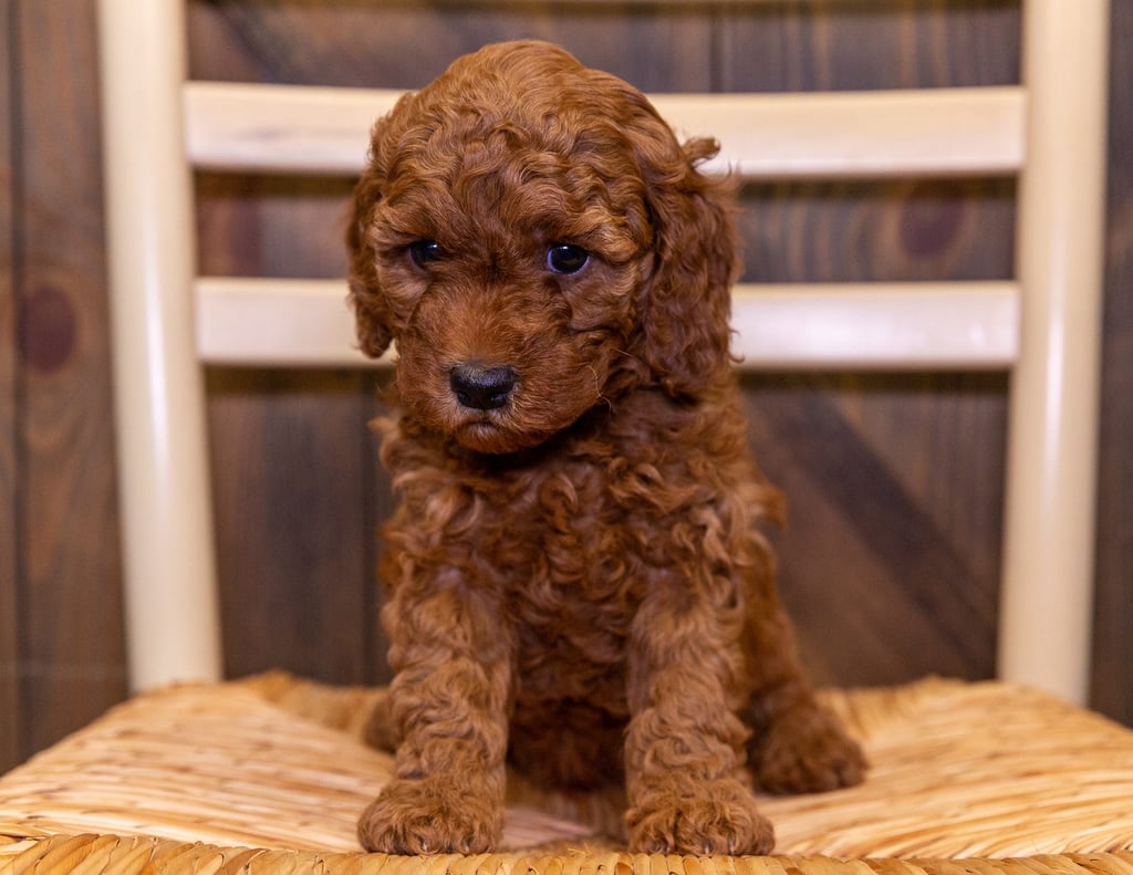 Our cute Petite Cavapoos available for sale!