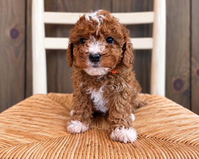 A picture of a Flora, a gorgeous Petite Cavapoos for sale