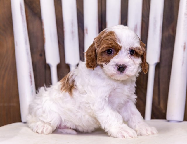 A picture of a Ulla, one of our Petite Cavapoos puppies that went to their home in Kansas