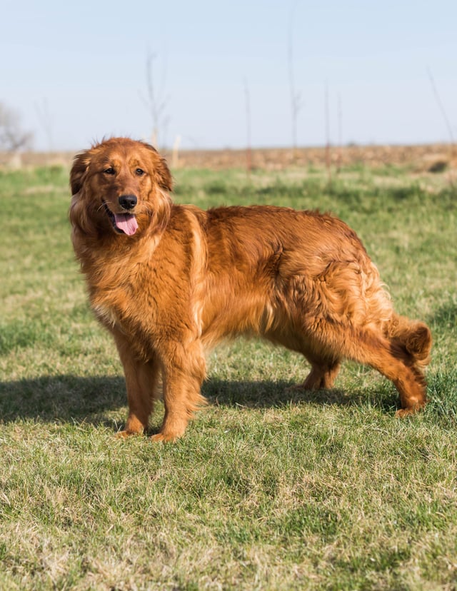 A picture of one of our Golden Retriever mother's, Aspen.