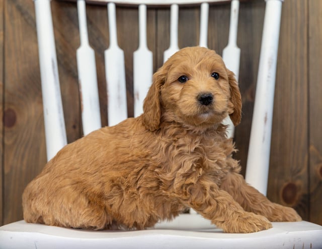 Bentley is an F1 Goldendoodle for sale in Iowa.