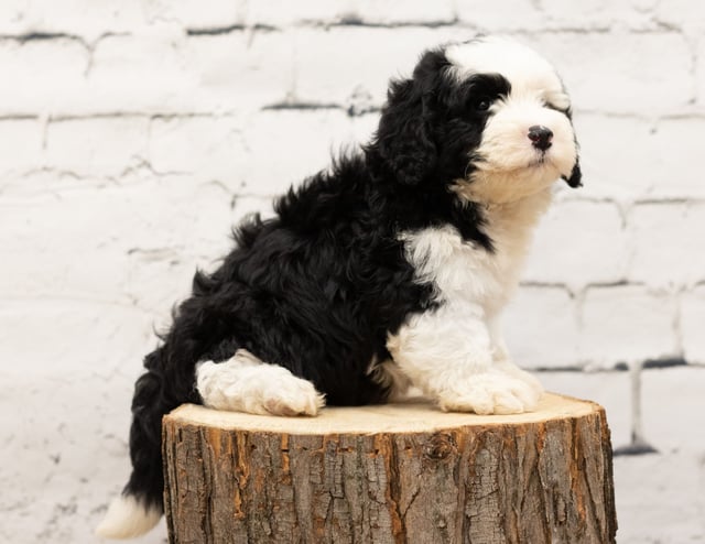 Rocky is an F1 Sheepadoodle for sale in Iowa.