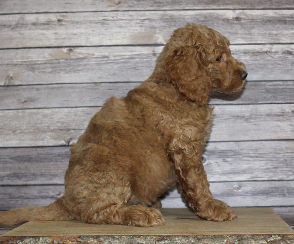 Molly is an F2B Irish Goldendoodle that should have  and is currently living in Nebraska