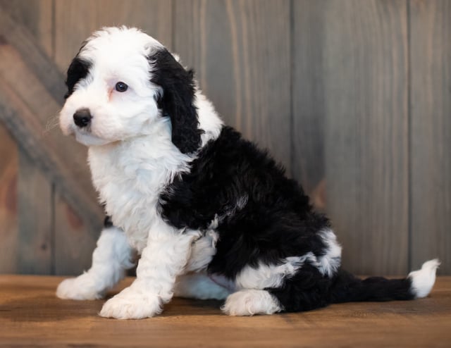 Ursa came from Piper and Stanley's litter of F1 Sheepadoodles