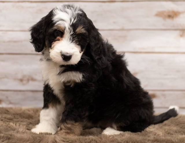 Another great picture of Ivy, a Bernedoodles puppy