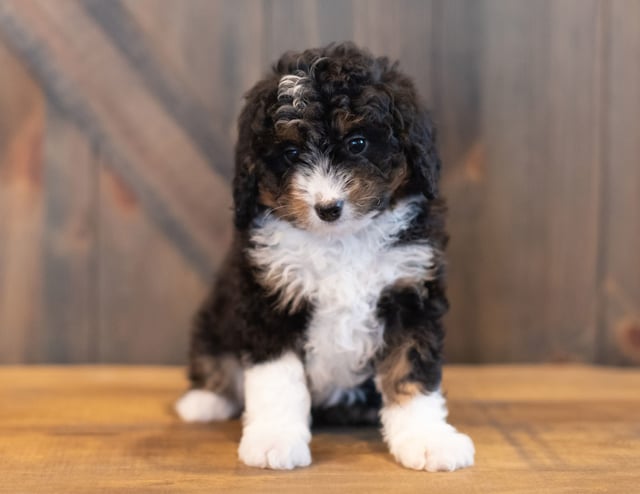 Gorgeous Mini Bernedoodles available for sale!