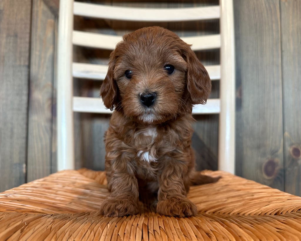A picture of a Ella, one of our Petite Goldendoodles puppies that went to their home in Iowa