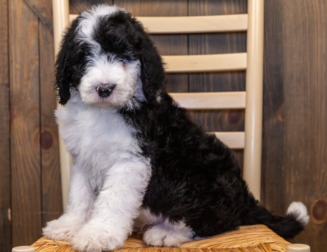 Ivan is an F1 Sheepadoodle that should have  and is currently living in Nebraska